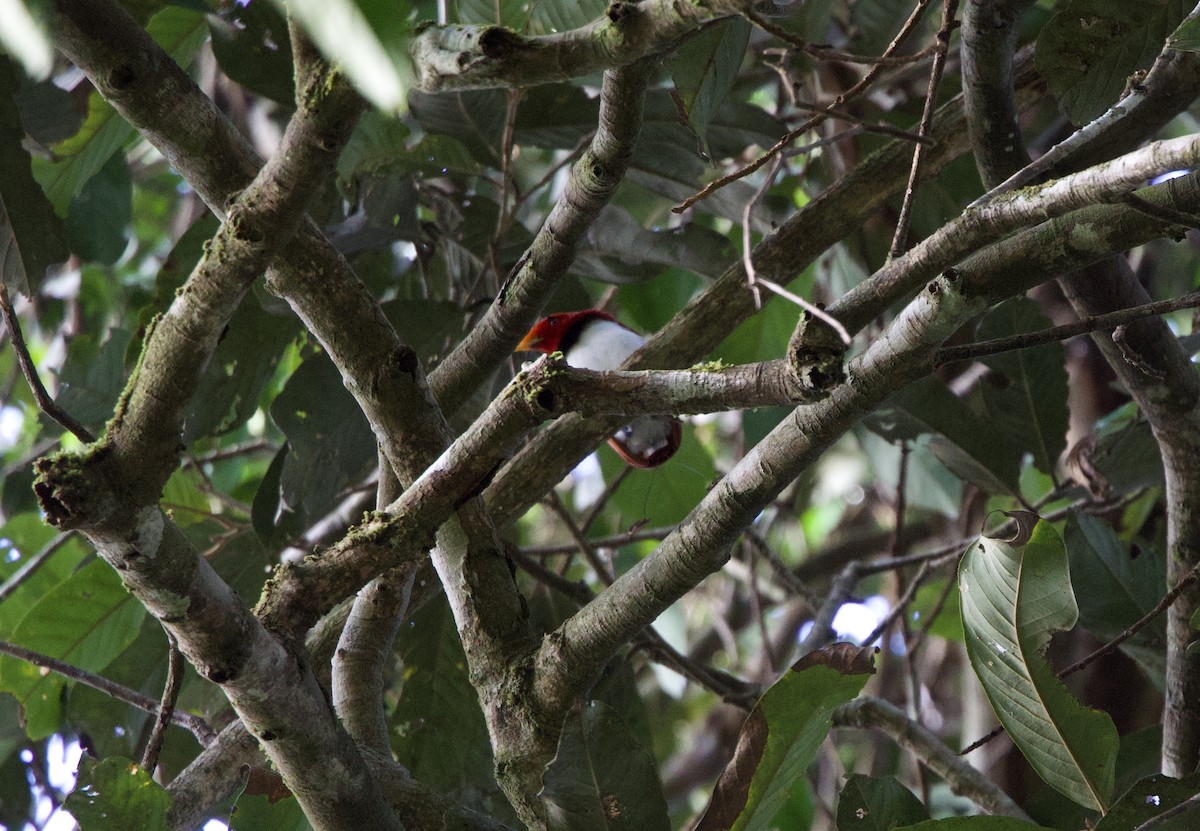 King Bird-of-Paradise - ML642754640