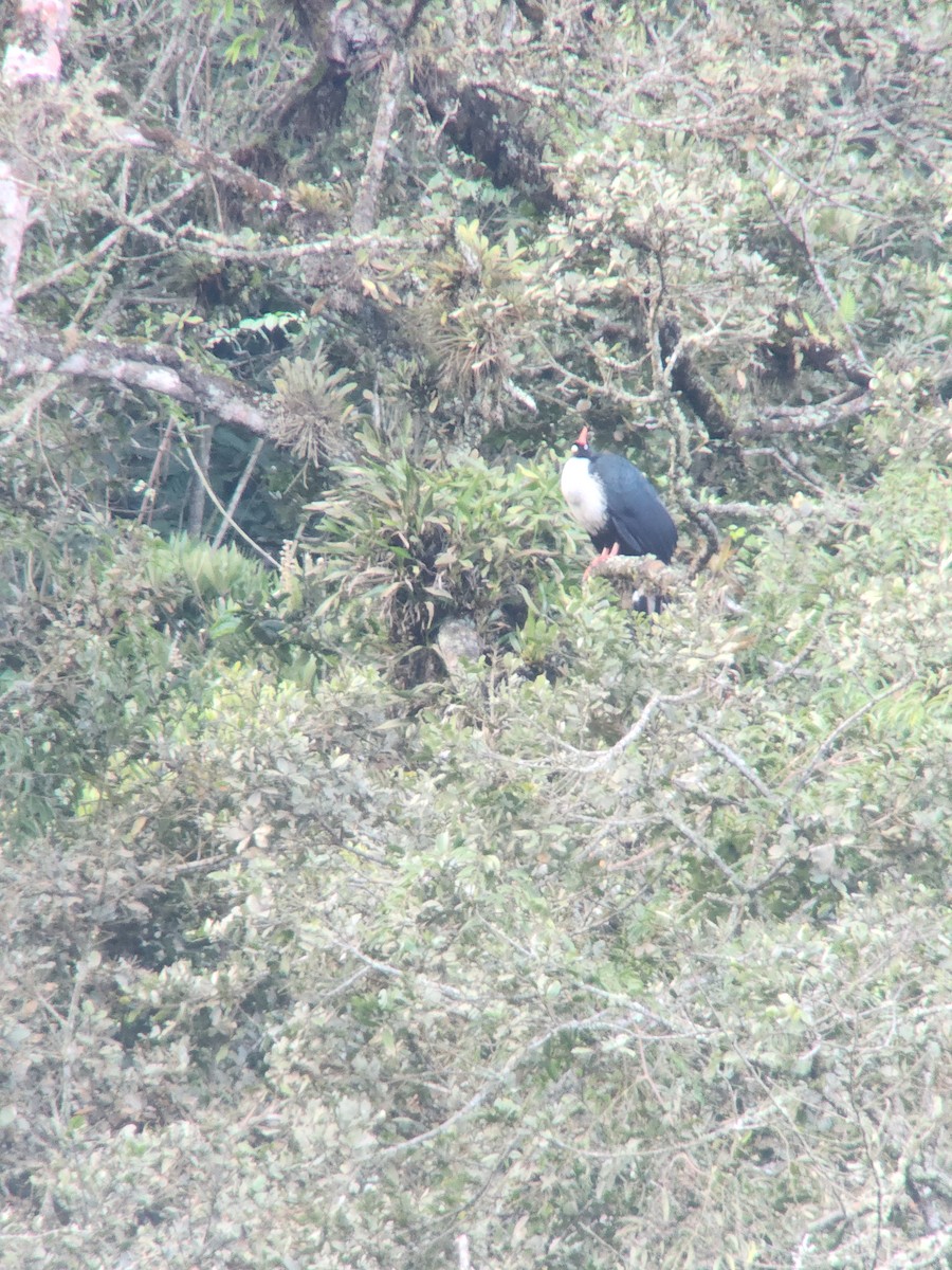 Horned Guan - ML642754648