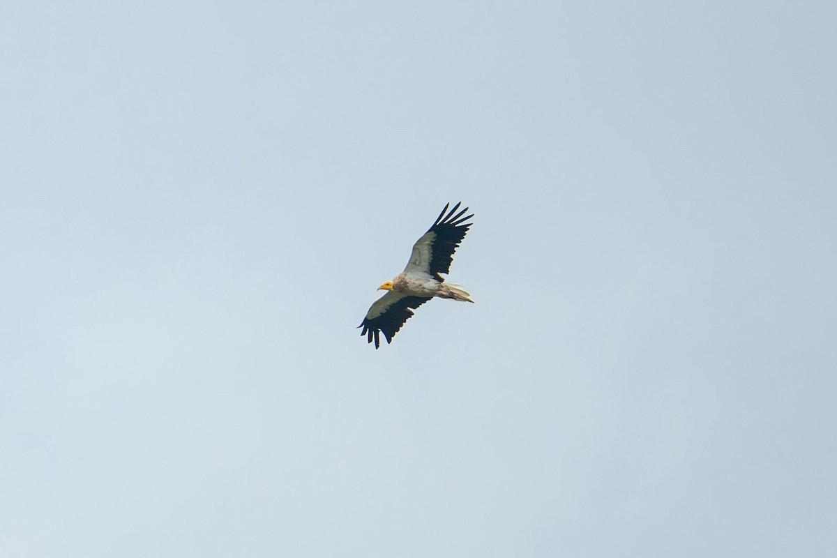 Egyptian Vulture - ML642754651