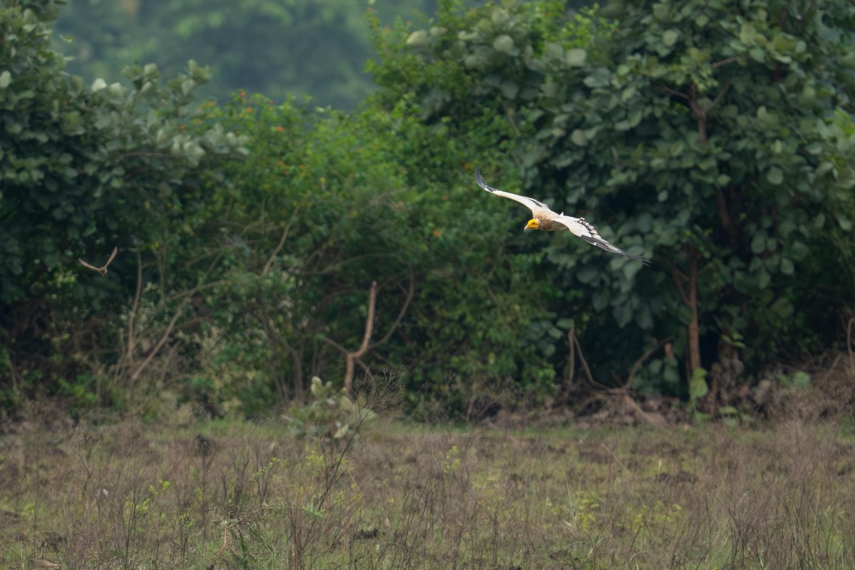 Egyptian Vulture - ML642754662