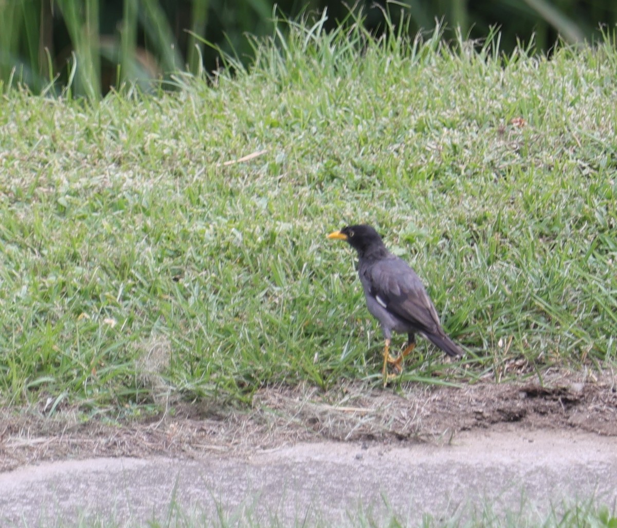 Javan Myna - ML642754677
