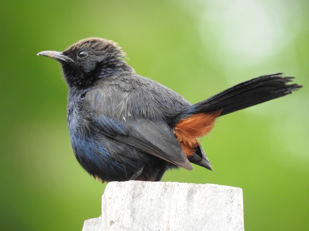 Indian Robin - ML642754679