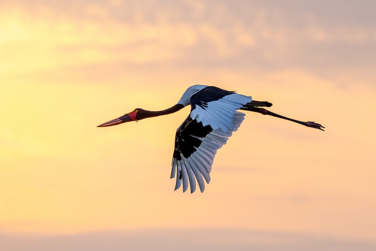 sadelnebbstork - ML642754681