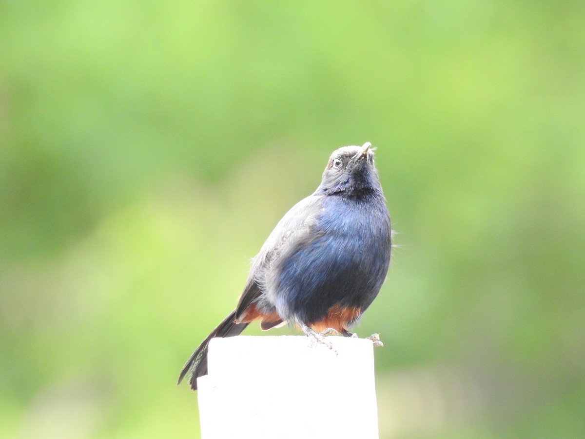 Indian Robin - ML642754693