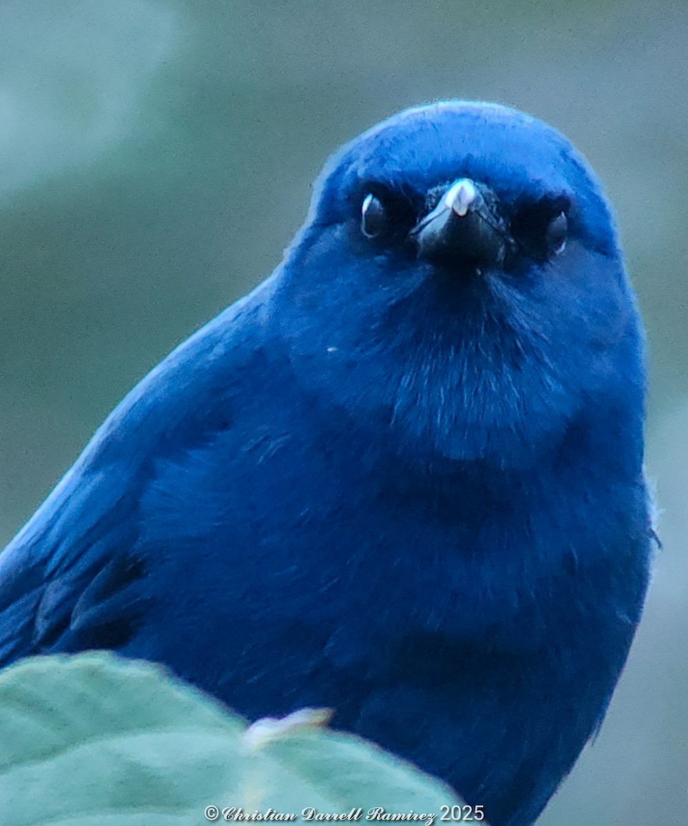 Unicolored Jay - ML642754702