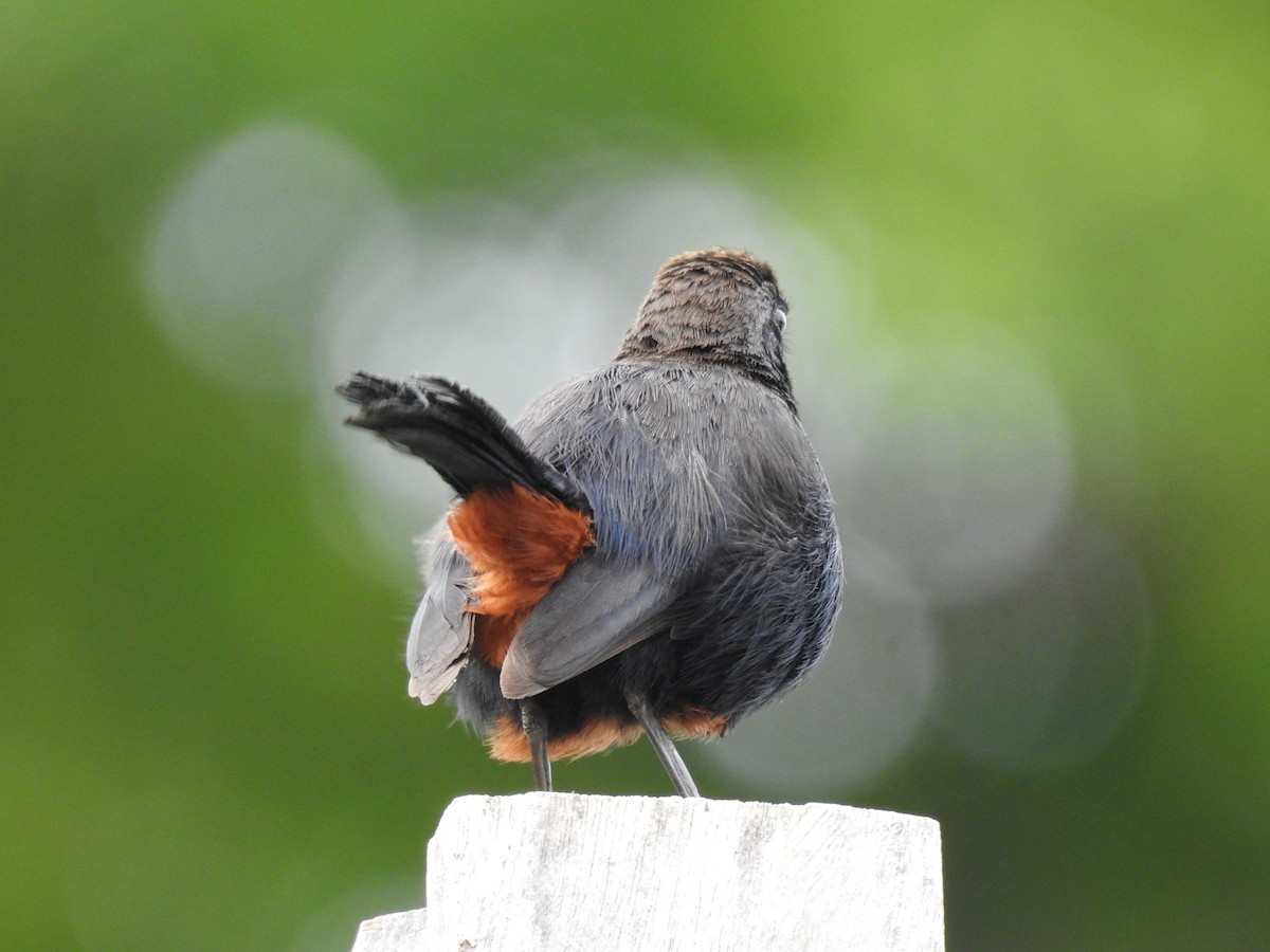 Indian Robin - ML642754703