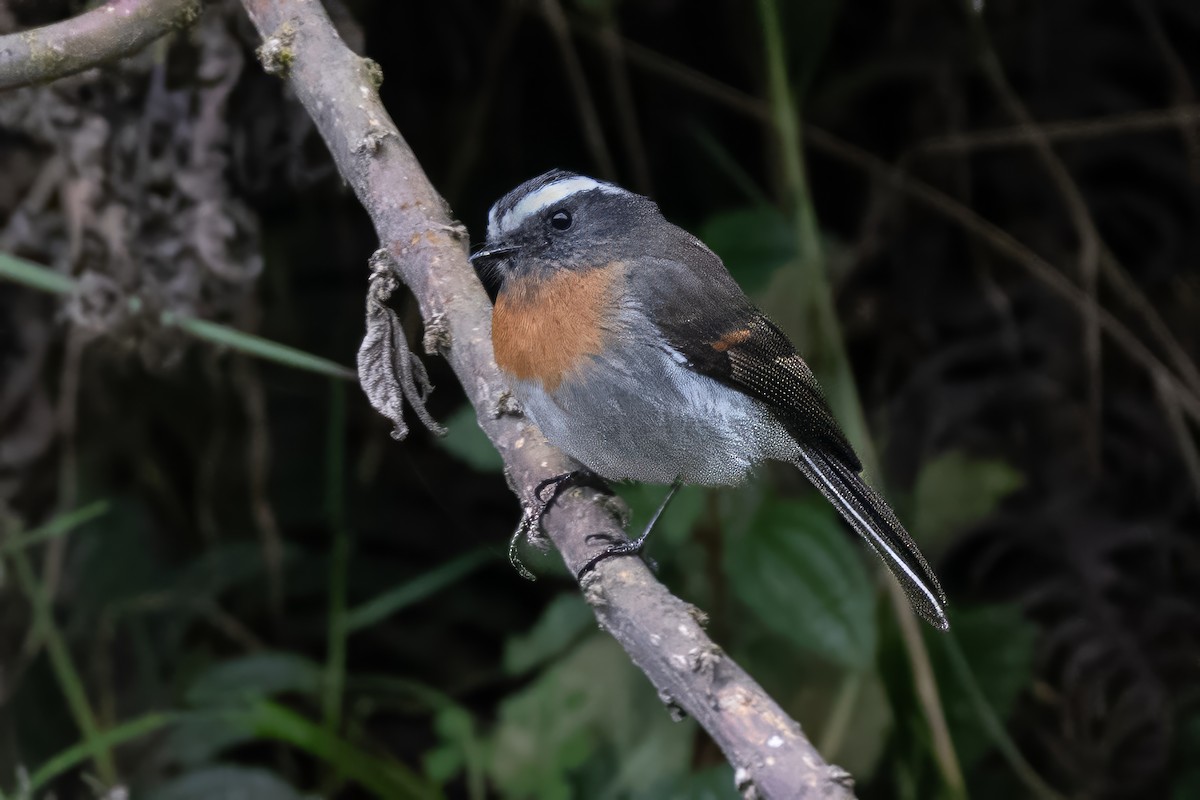 Rufous-breasted Chat-Tyrant - ML642754705