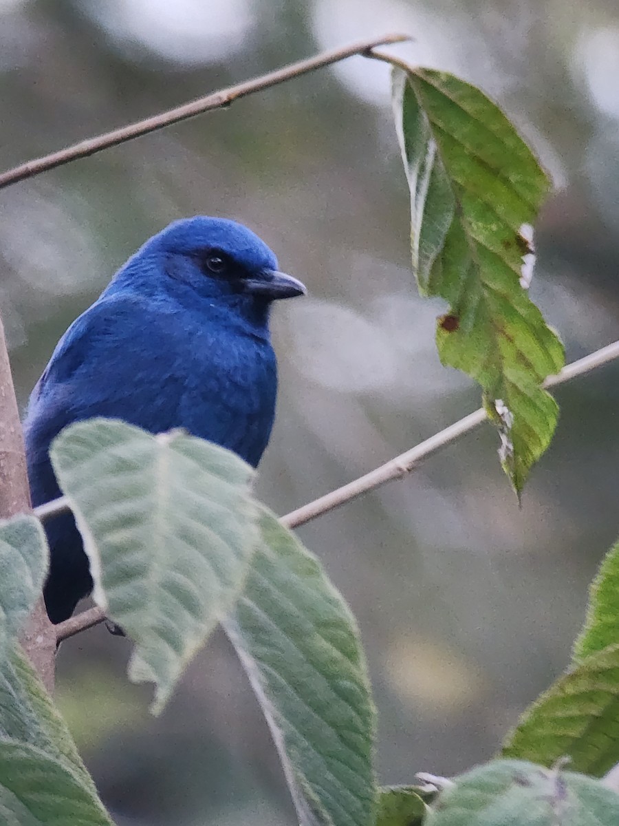 Unicolored Jay - ML642754712