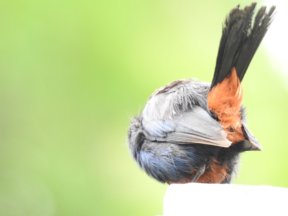 Indian Robin - ML642754714