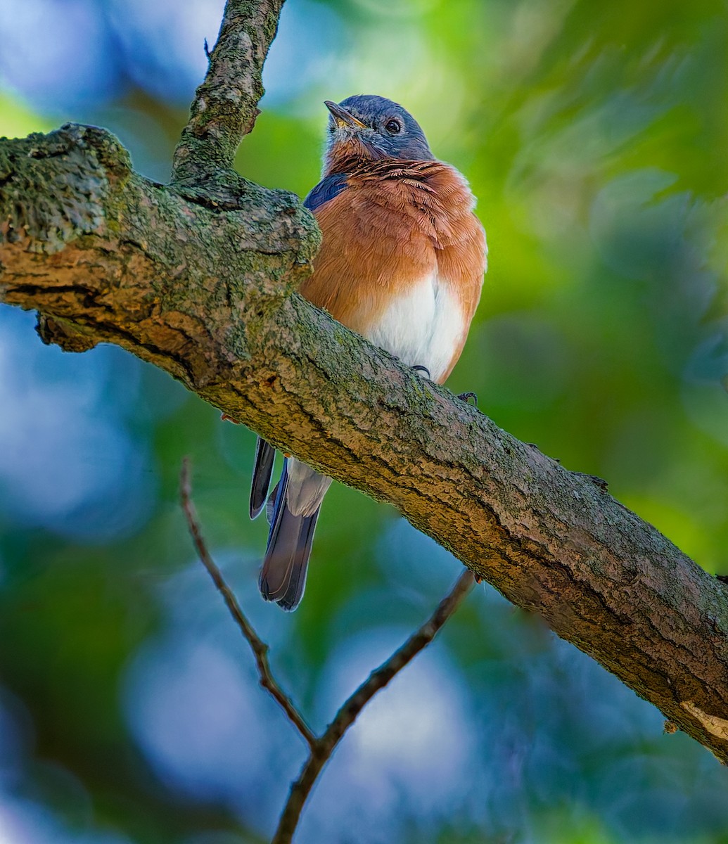 Eastern Bluebird - ML642754715