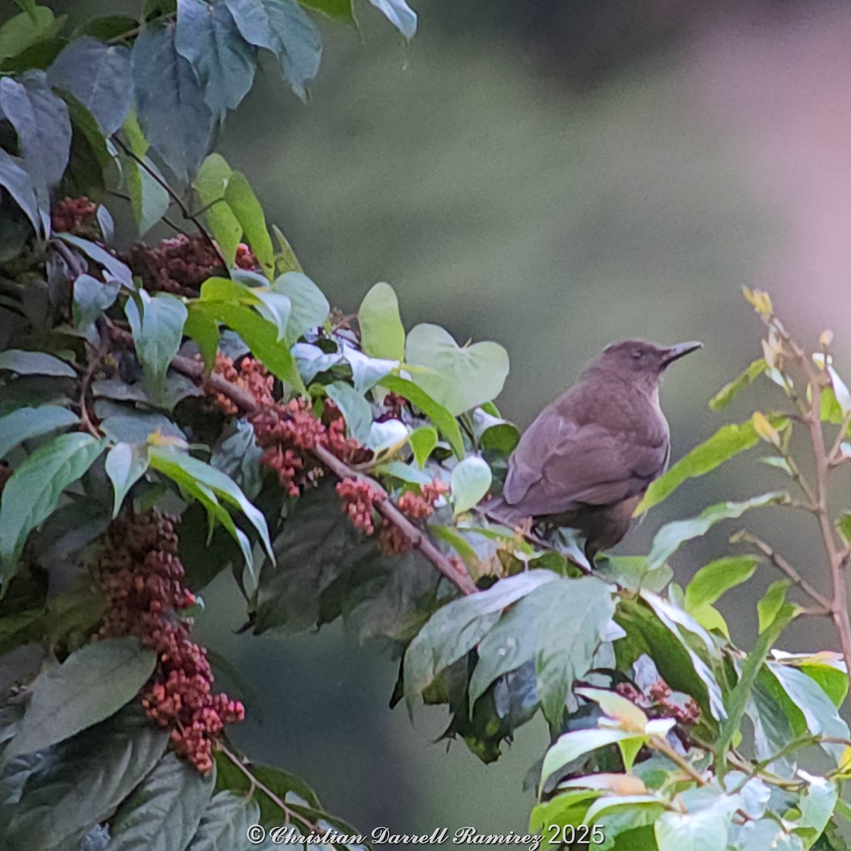 Mountain Thrush - ML642754728