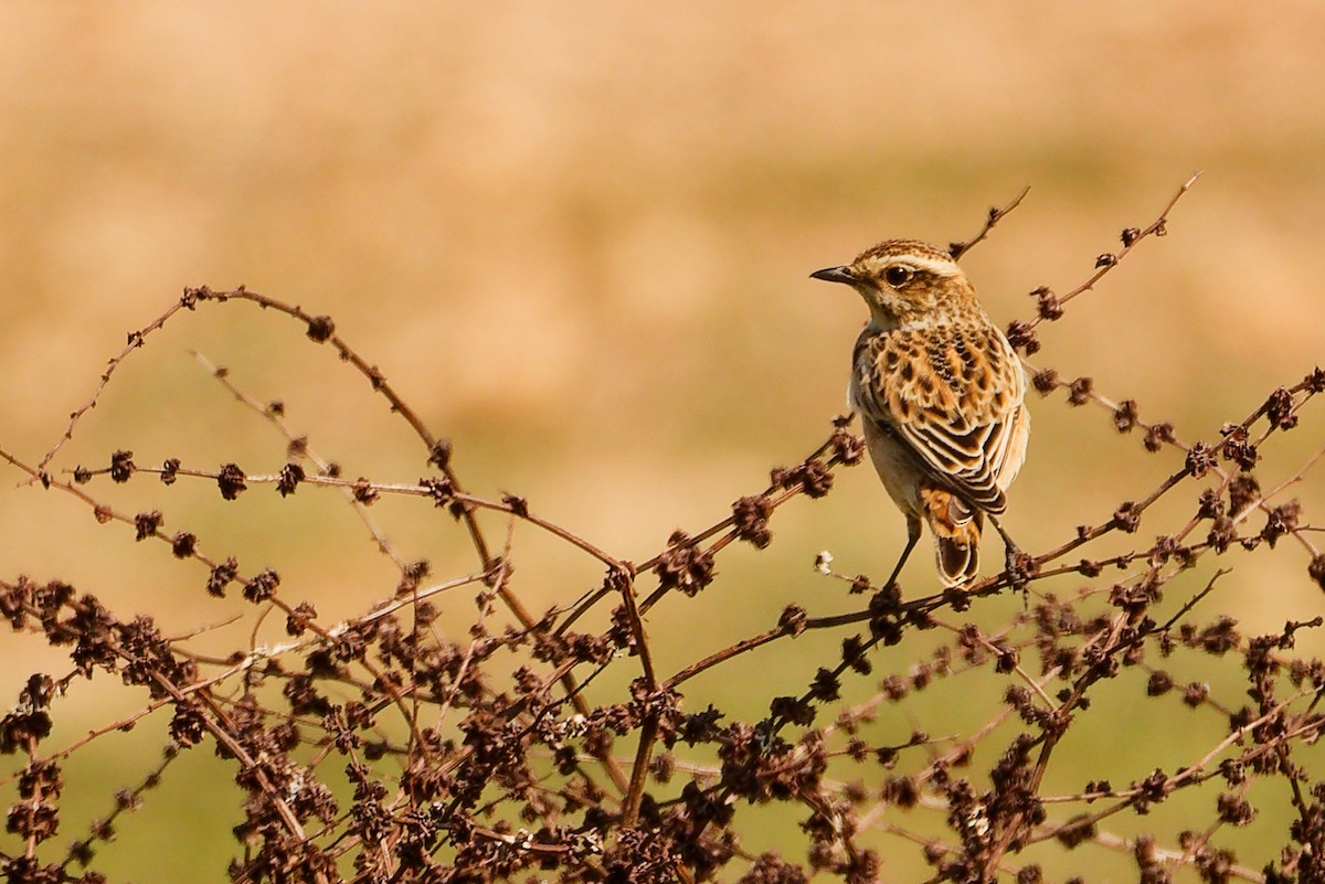 Whinchat - ML642754735