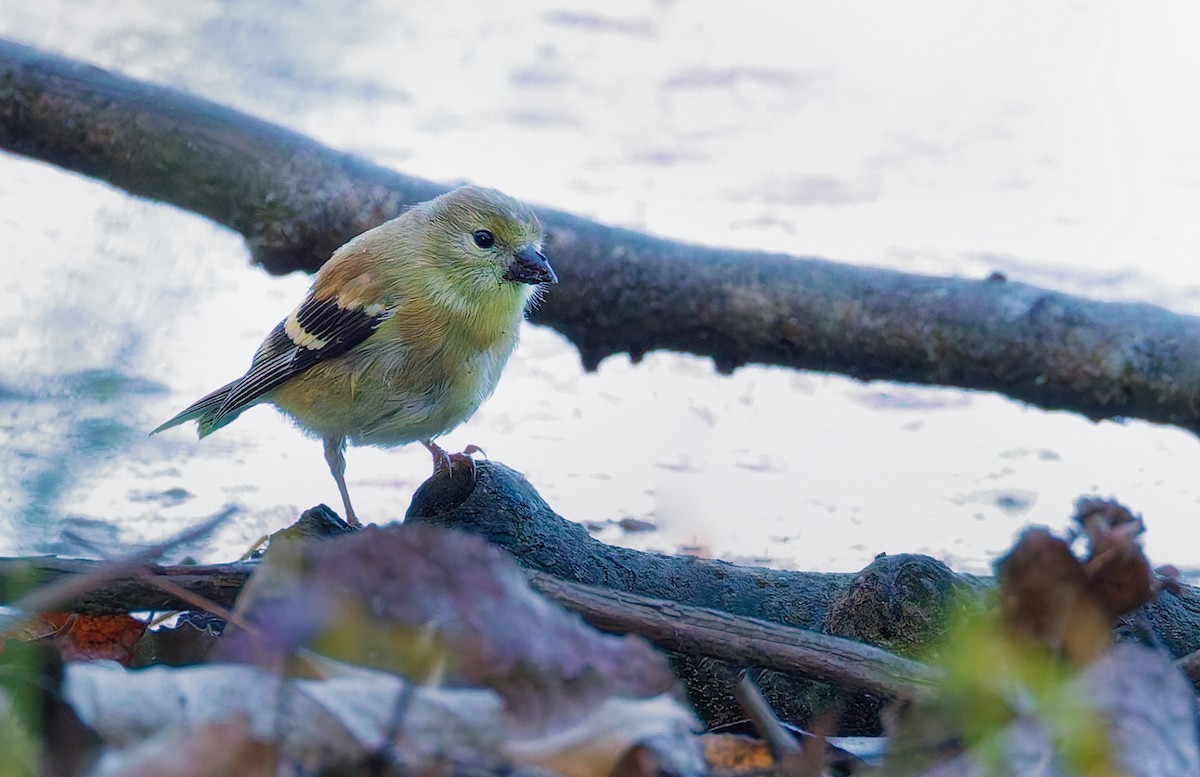 American Goldfinch - ML642754736