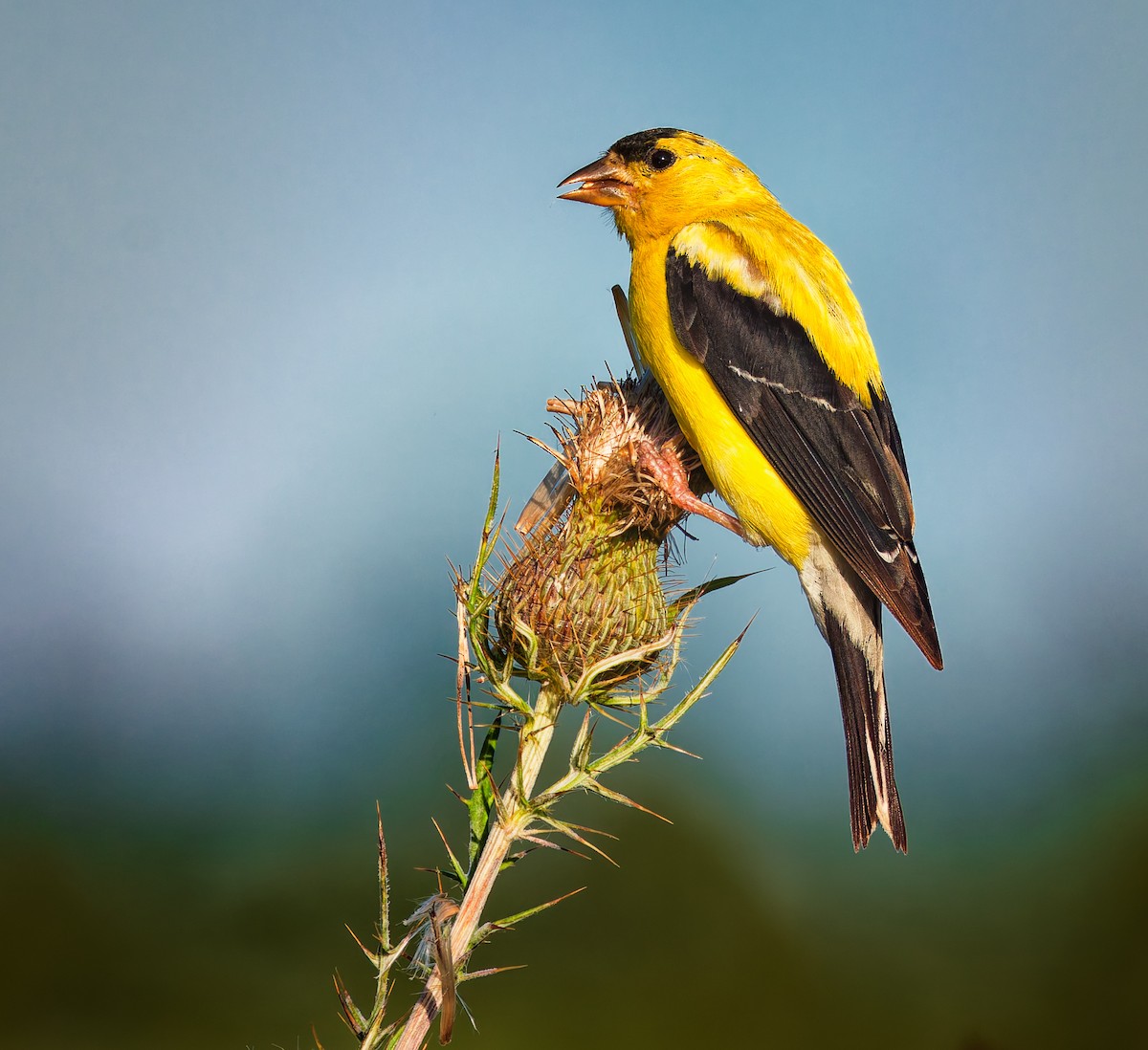 American Goldfinch - ML642754737