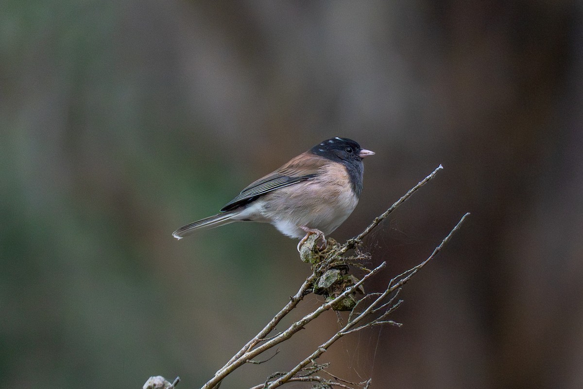 Dark-eyed Junco (Oregon) - ML642754738