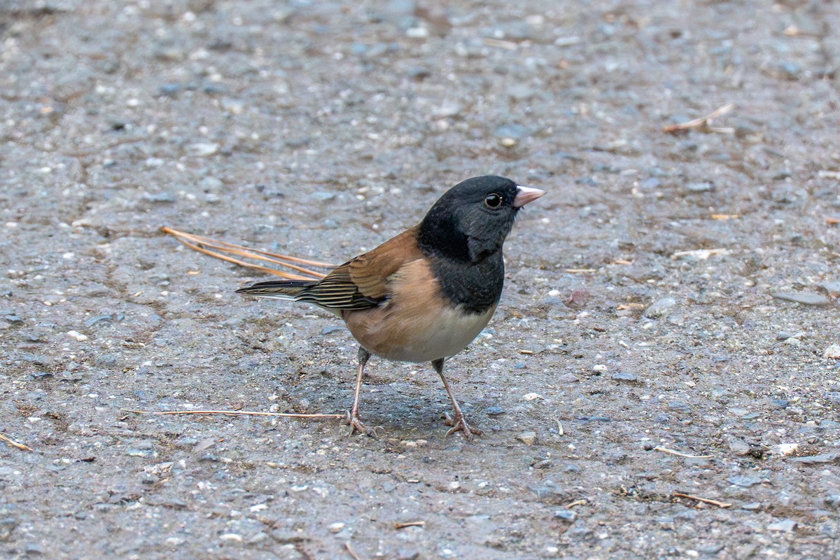 Dark-eyed Junco (Oregon) - ML642754739