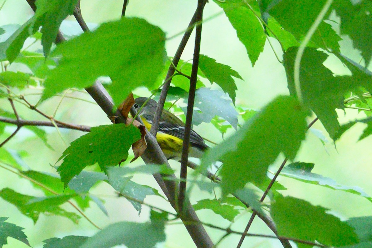Magnolia Warbler - ML642754741