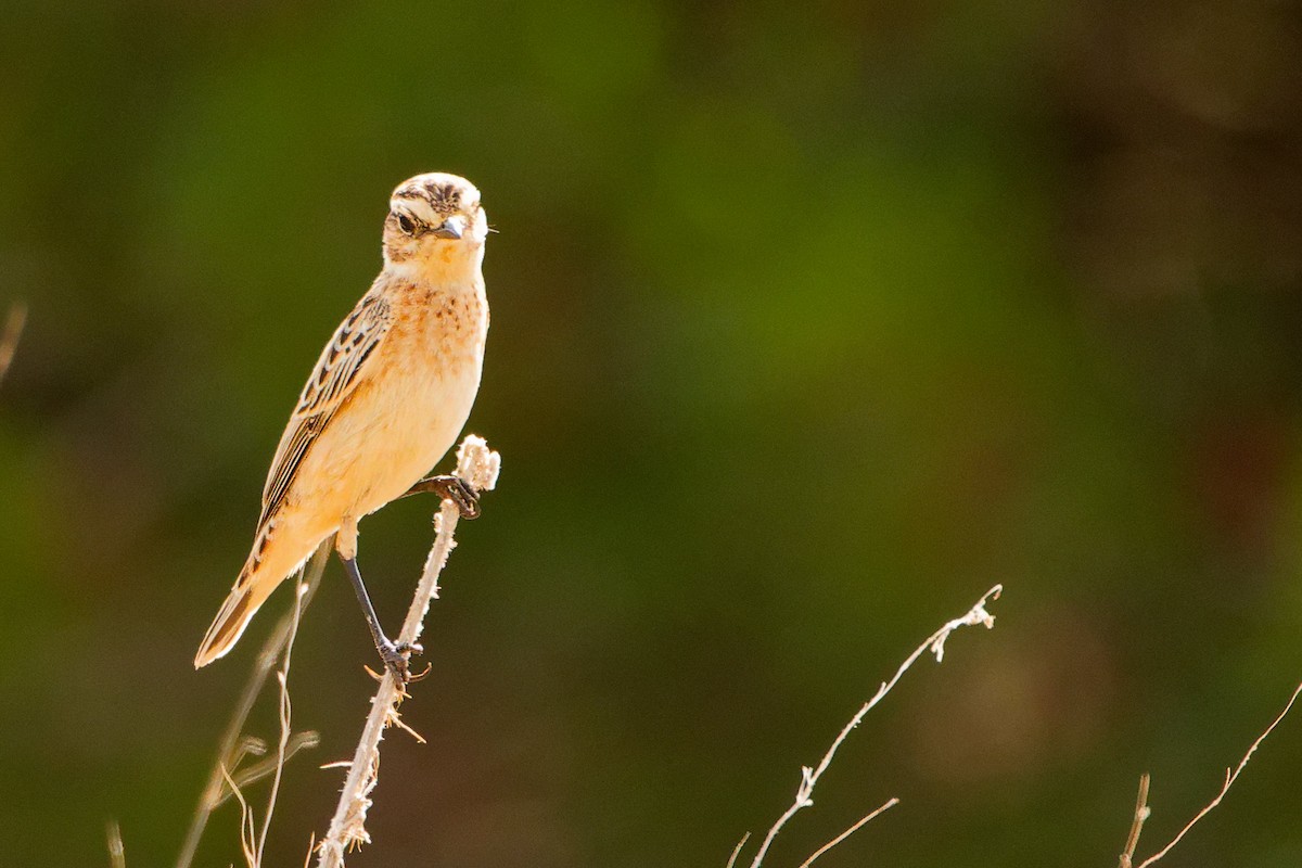 Whinchat - ML642754764