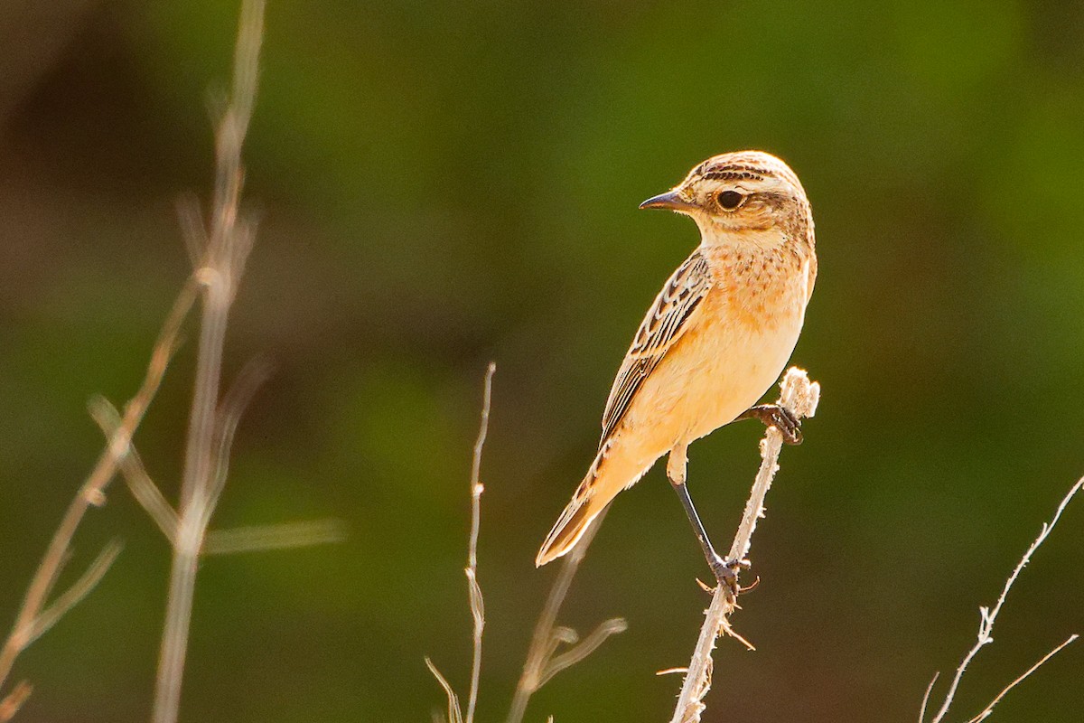 Whinchat - ML642754767