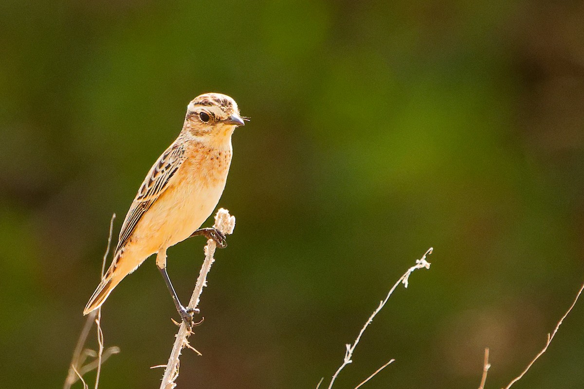 Whinchat - ML642754768
