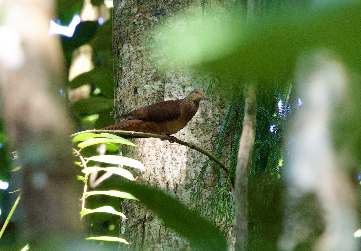 Sultan's Cuckoo-Dove - ML642754772