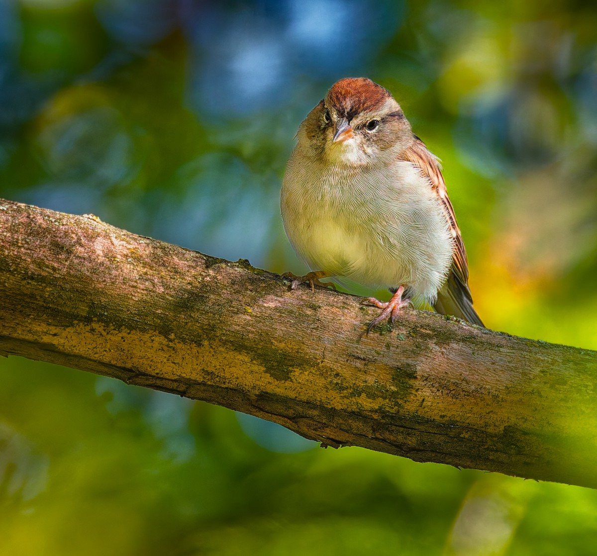 Chipping Sparrow - ML642754797