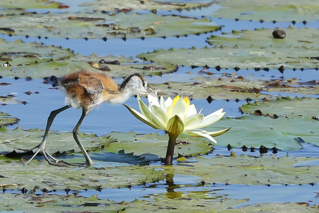 African Jacana - ML642754803