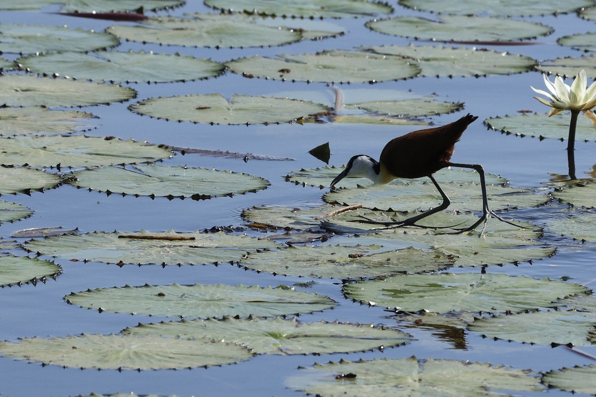 African Jacana - ML642754804