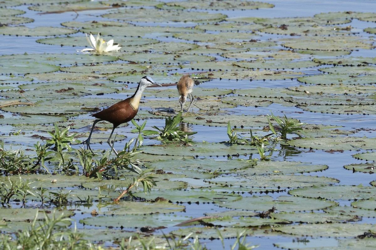 African Jacana - ML642754805