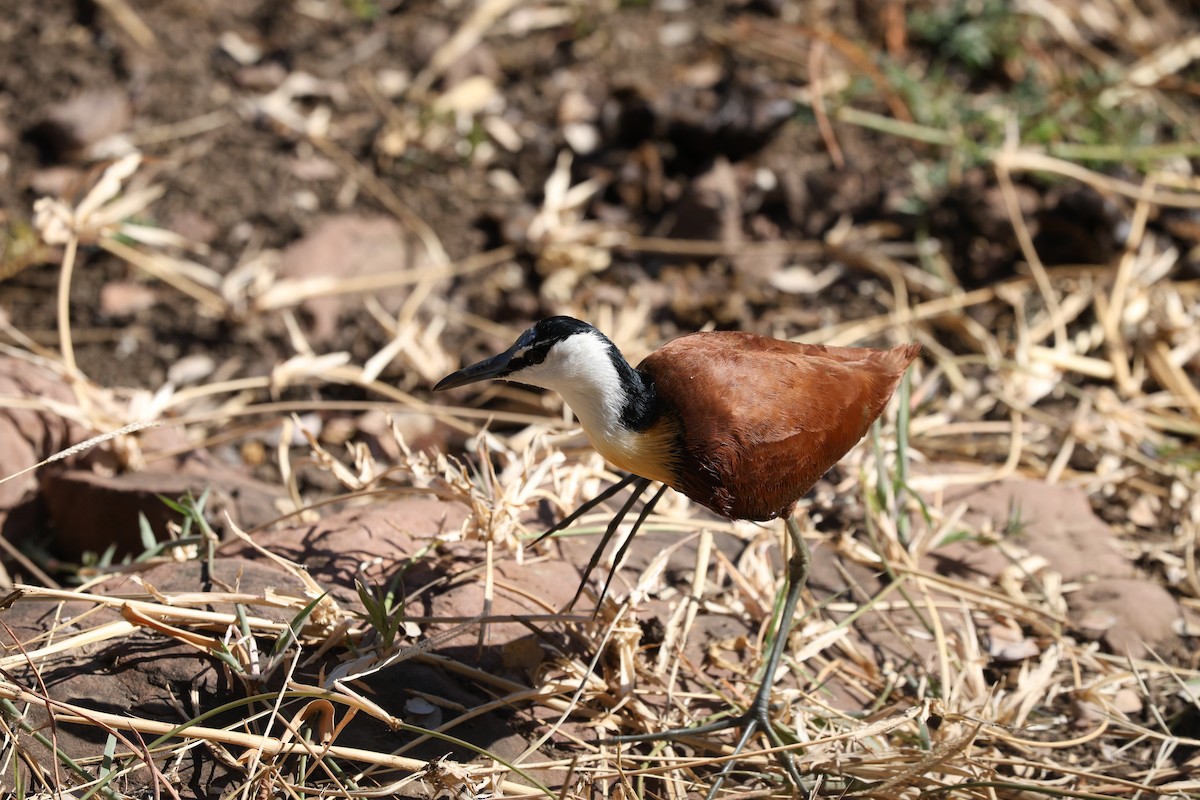 African Jacana - ML642754806