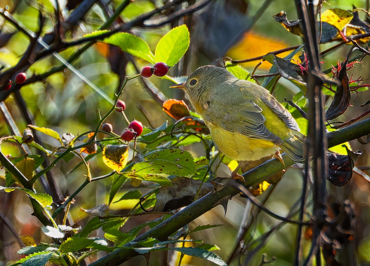 Nashville Warbler - ML642754813