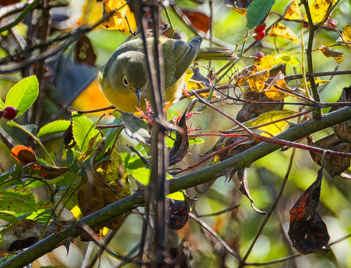 Nashville Warbler - ML642754814