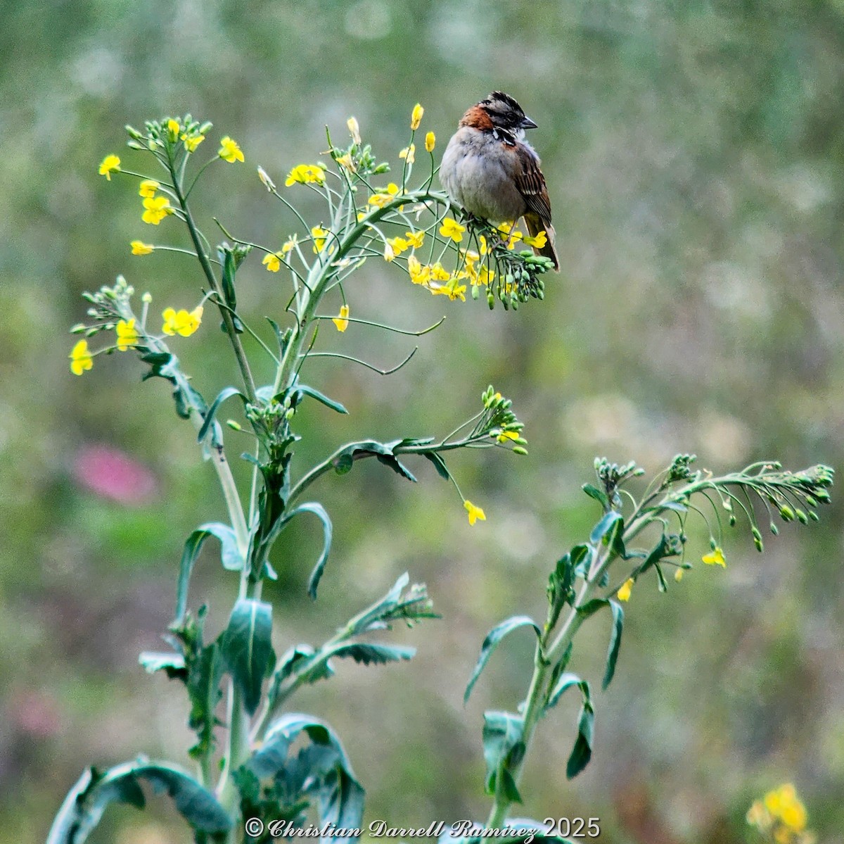 Rufous-collared Sparrow - ML642754819