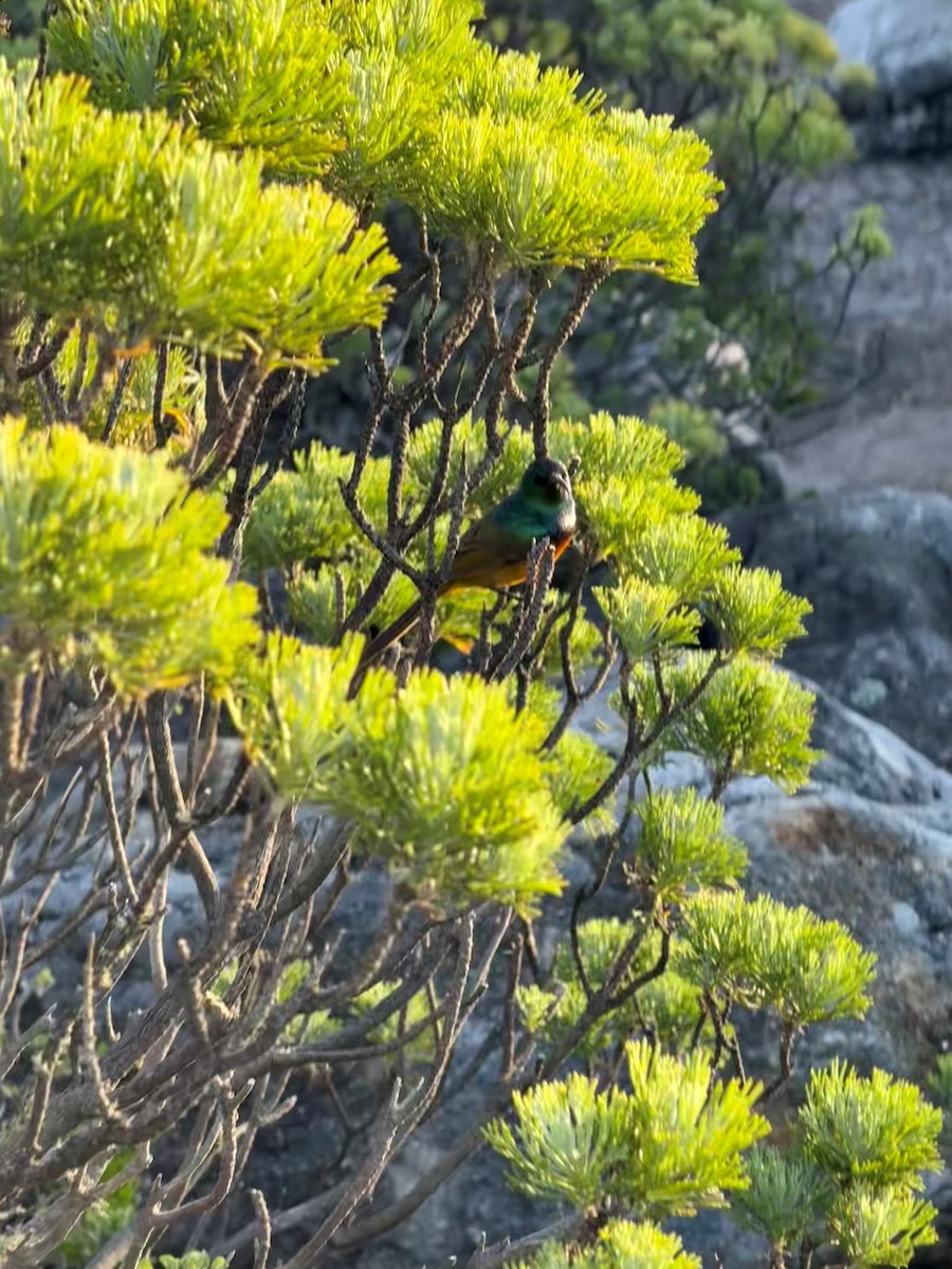 Orange-breasted Sunbird - ML642754820