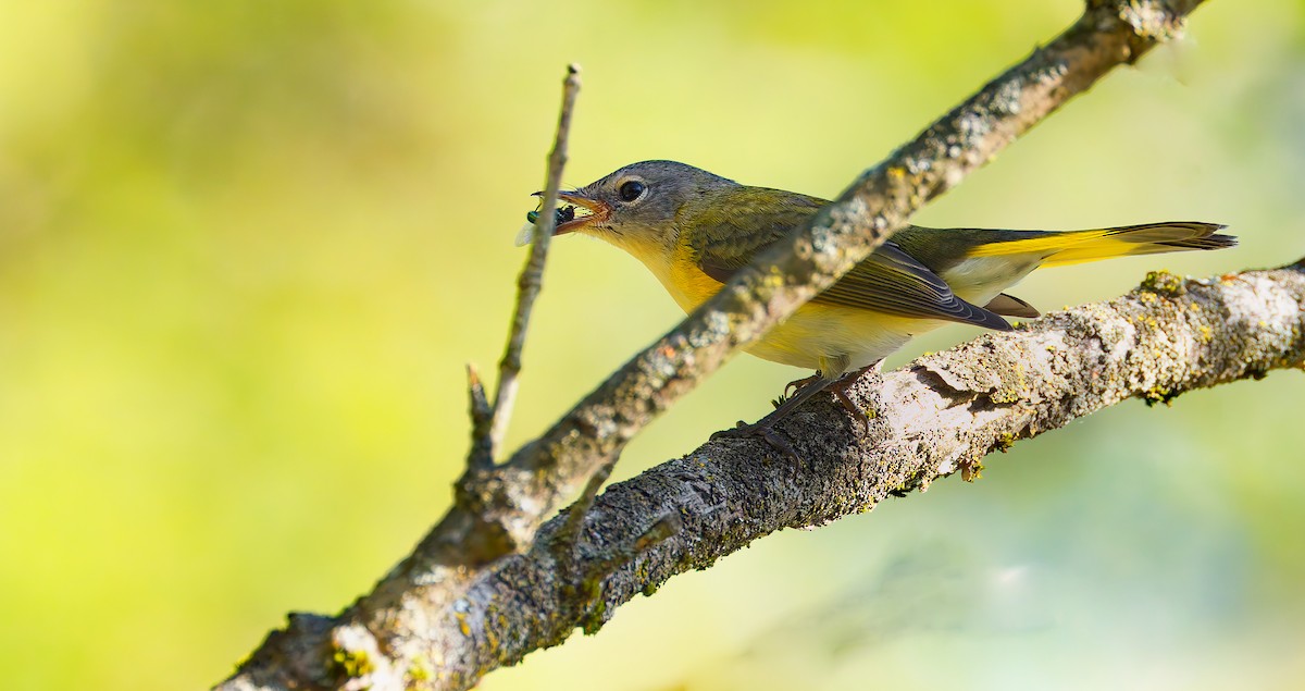 American Redstart - ML642754823