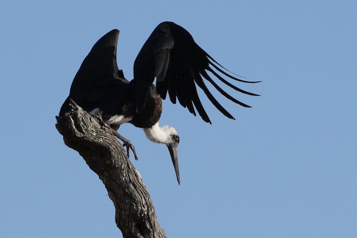 African Woolly-necked Stork - ML642754825