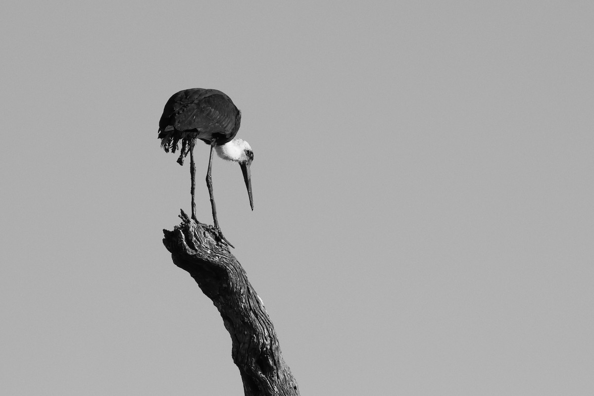 African Woolly-necked Stork - ML642754826