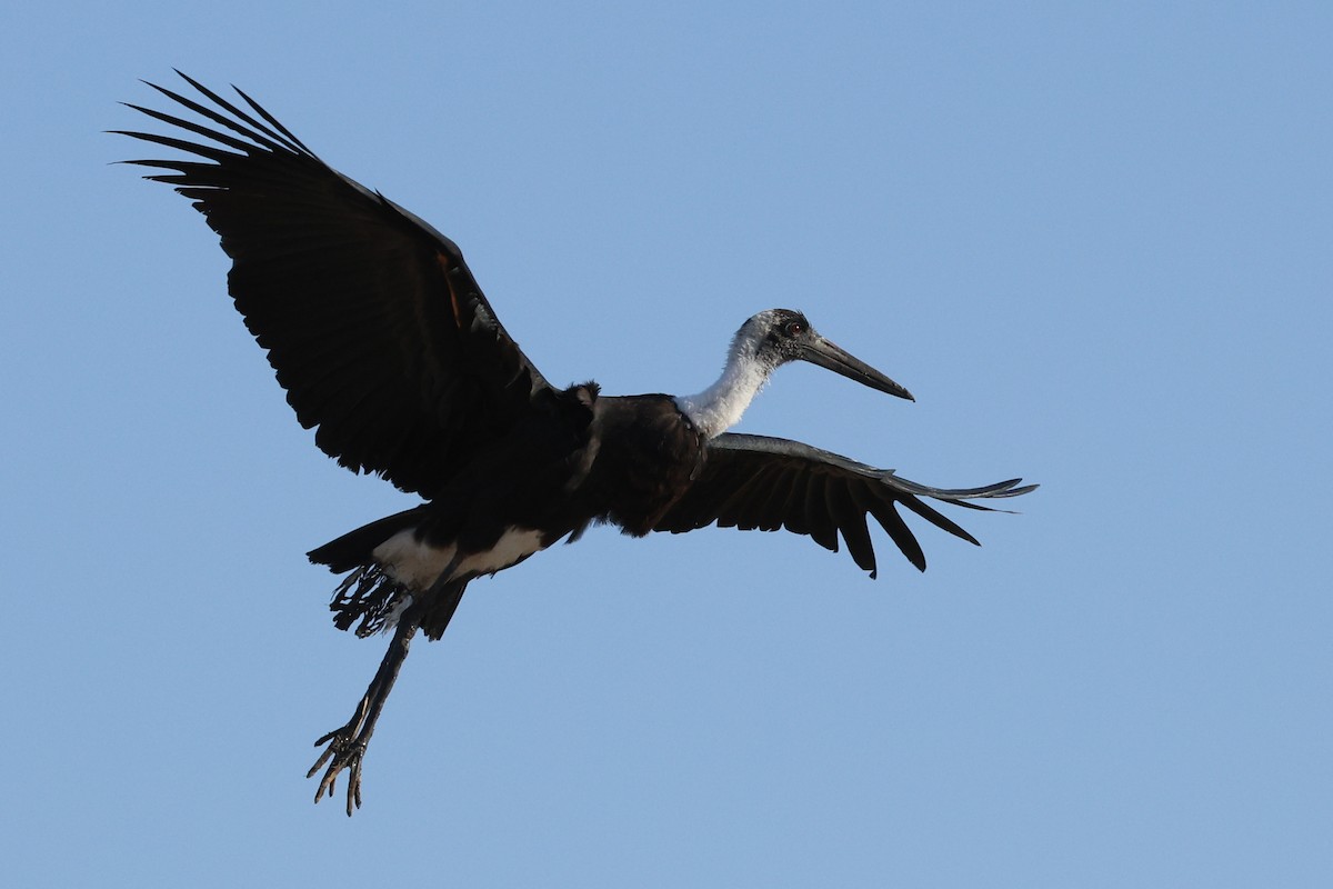African Woolly-necked Stork - ML642754827