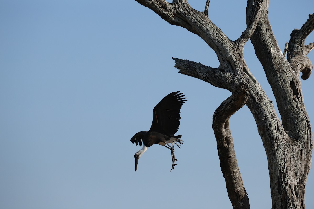 African Woolly-necked Stork - ML642754828