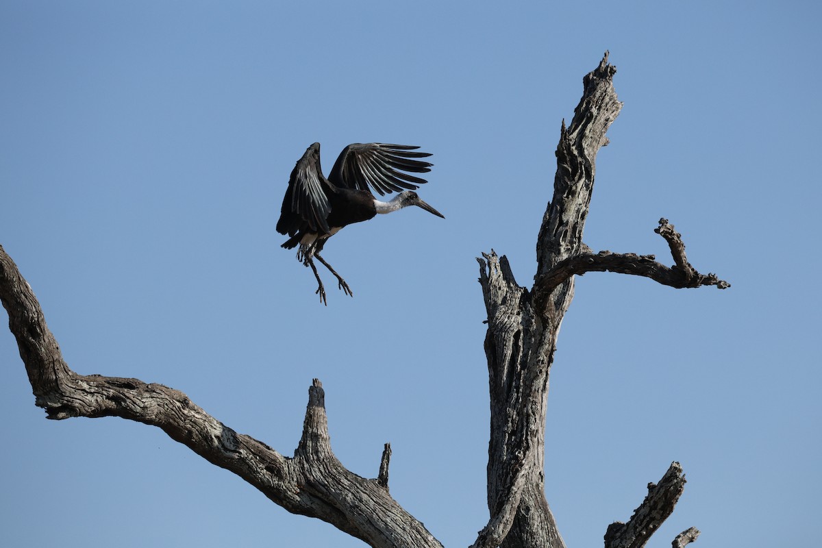 African Woolly-necked Stork - ML642754829