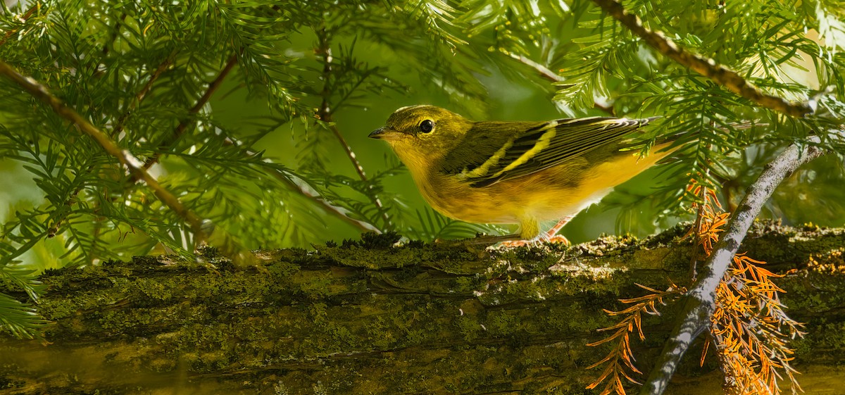 Blackpoll Warbler - ML642754836