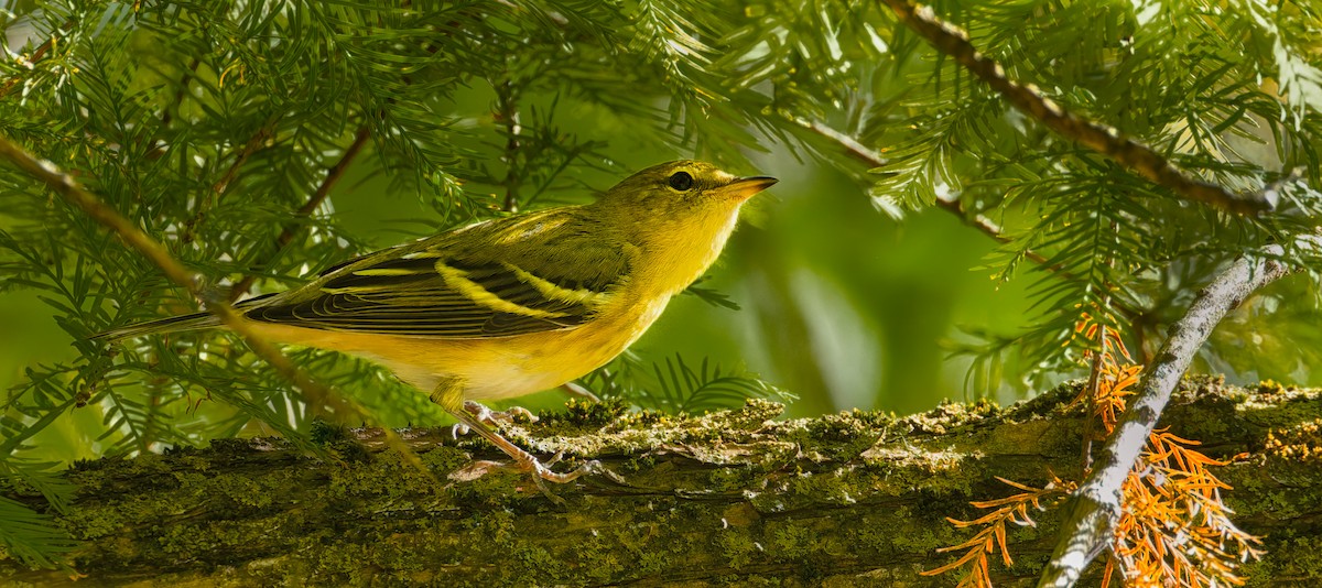 Blackpoll Warbler - ML642754837