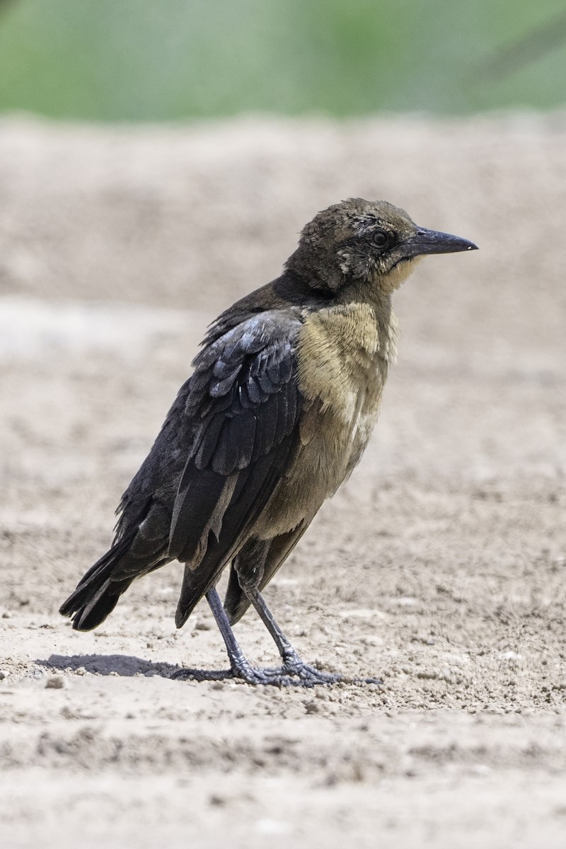 Great-tailed Grackle - ML642754840