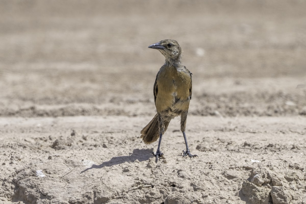Great-tailed Grackle - ML642754841
