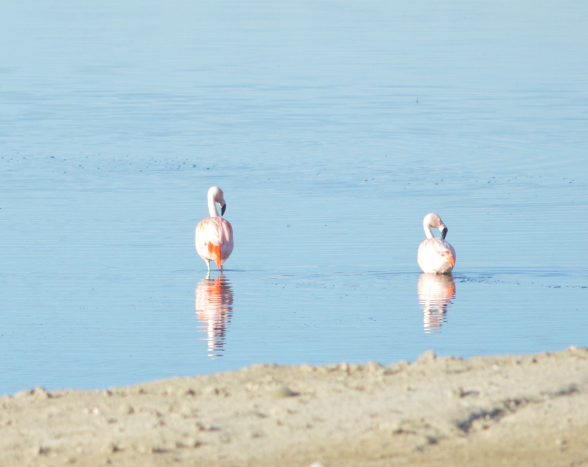 Chilean Flamingo - ML642754844