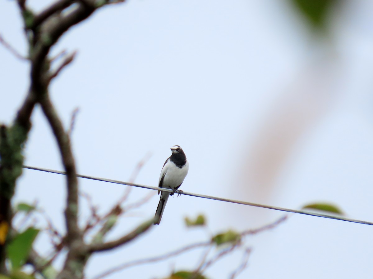 Japanese Wagtail - ML642754848