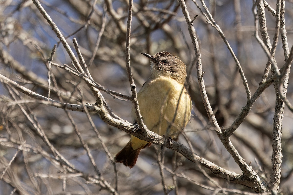 Yellow-rumped Thornbill - ML642754863