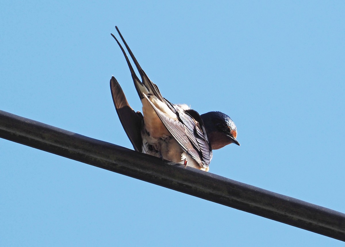 Barn Swallow - ML642754864