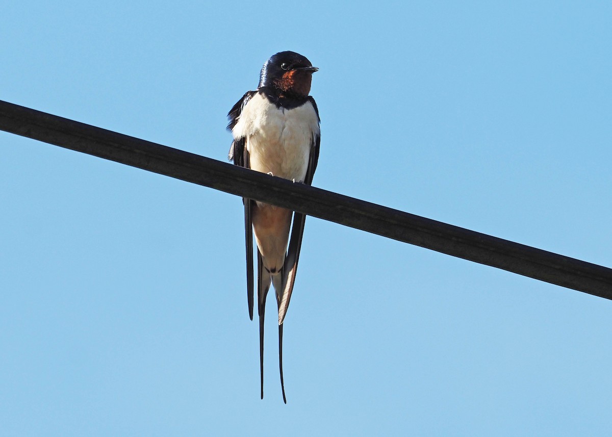 Barn Swallow - ML642754865