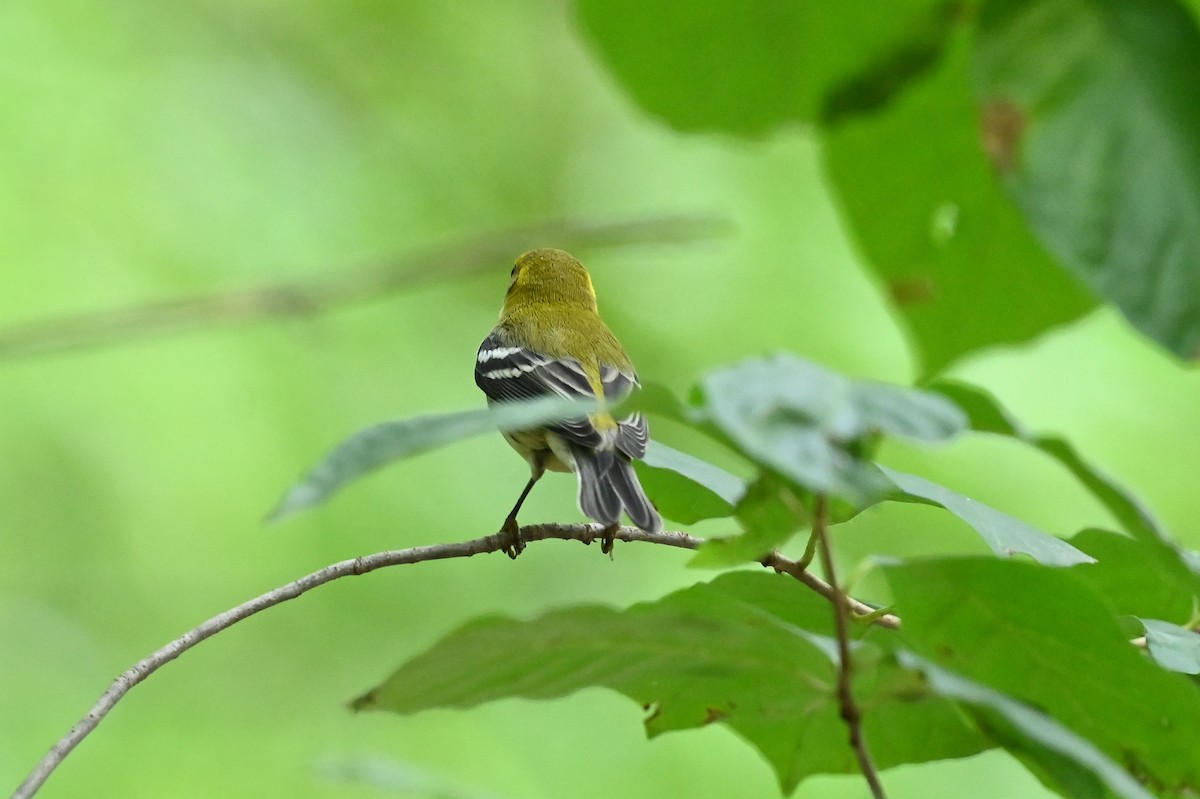 Black-throated Green Warbler - ML642754882